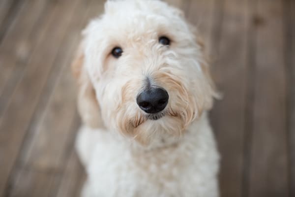 Ode to the Family Dog | Twin Cities Familys Blog