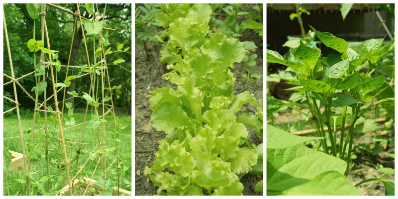 Pre-Requisite for Gardening 101 | Twin Cities Familys Blog