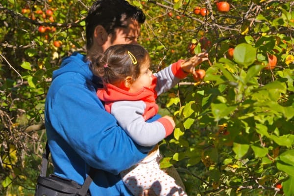 Apple Season: Picking Plus Saucing | Twin Cities Familys Blog