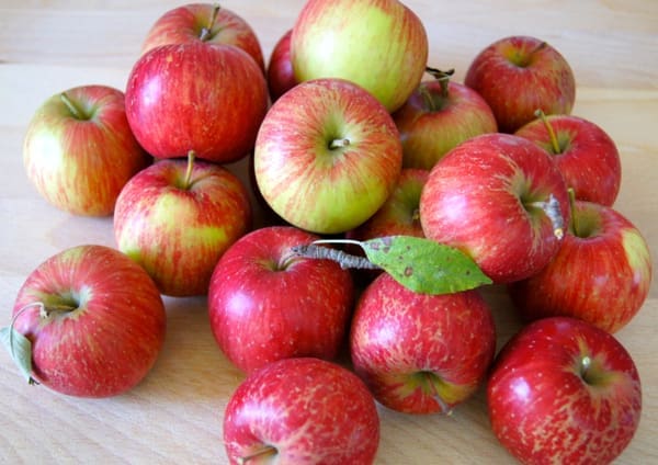 Apple Season: Picking Plus Saucing | Twin Cities Familys Blog
