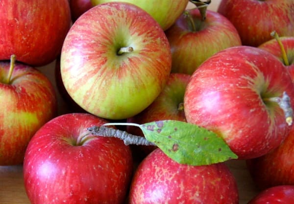 Apple Season: Picking Plus Saucing | Twin Cities Familys Blog