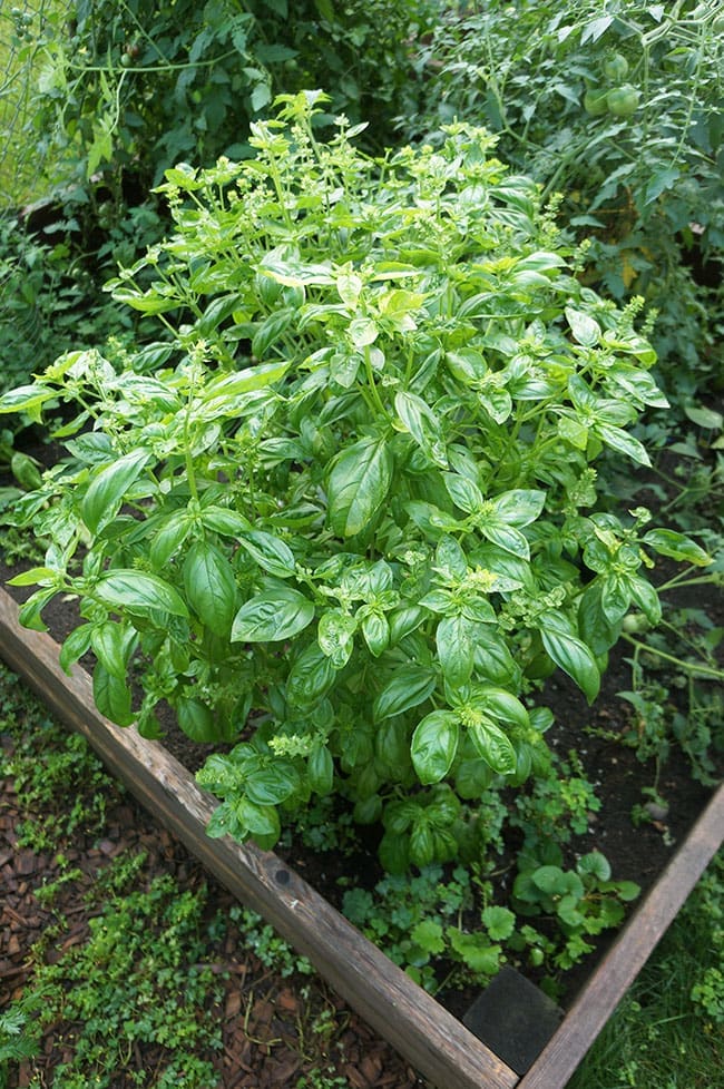 Simple and Easy Homemade Basil Pesto | Twin Cities Familys Blog