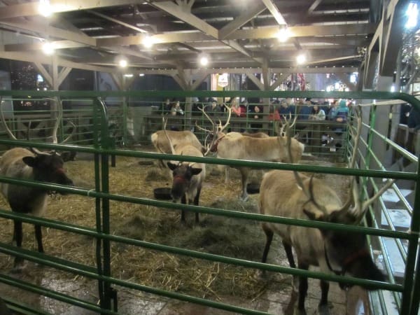 A New Holidazzle Tradition | Twin Cities Familys Blog