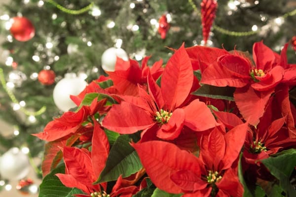 Holiday Traditions | Twin Cities Familys Blog