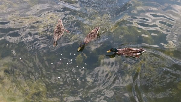 ducks in the lake