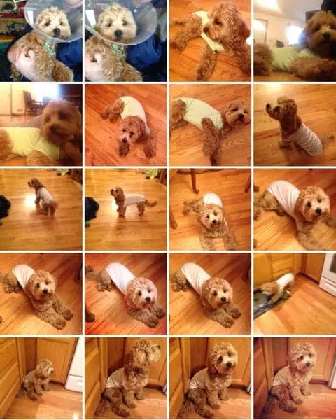 Confessions of a New {puppy} Mom | Twin Cities Familys Blog