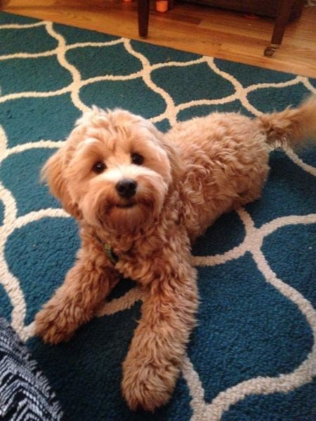 Confessions of a New {puppy} Mom | Twin Cities Familys Blog