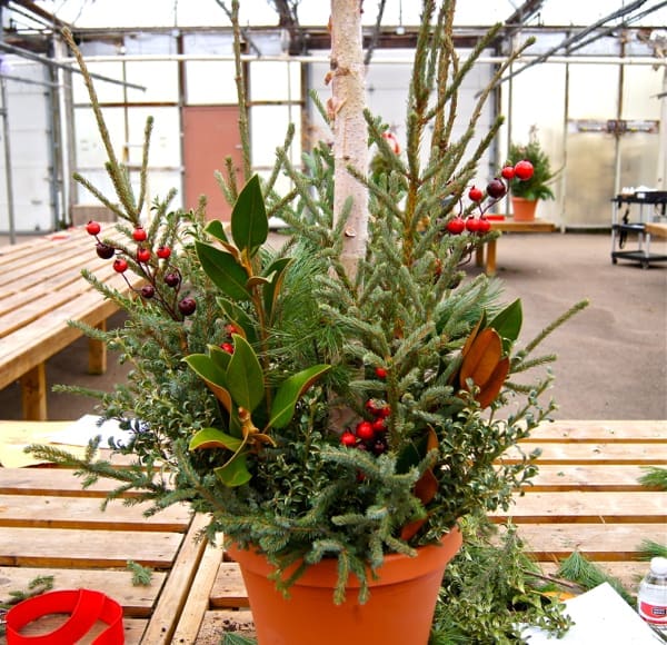 Brighten Up Your Steps with Bachman's | Twin Cities Familys Blog