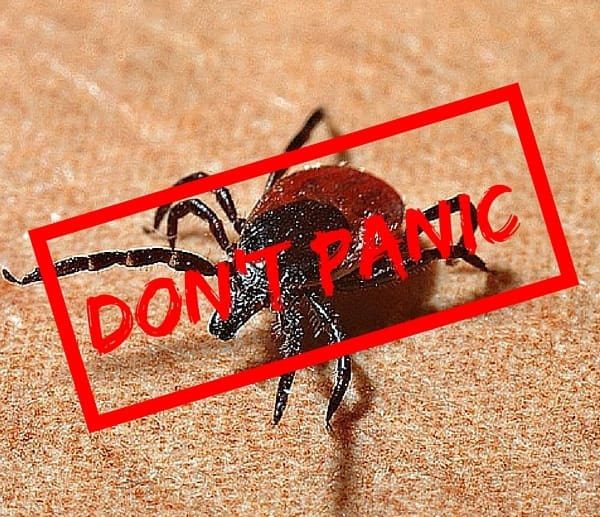 Let's Talk About Ticks | Twin Cities Familys Blog