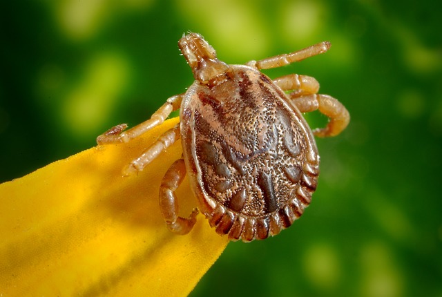 Let's Talk About Ticks | Twin Cities Familys Blog