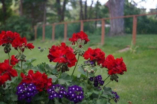 How a Fence Saved My Marriage and Family | Twin Cities Familys Blog