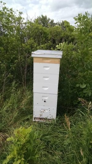 Buzzin' about Bees | Twin Cities Familys Blog