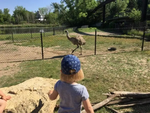 Kangaroo Crossing at MN Zoo | Twin Cities Familys Blog
