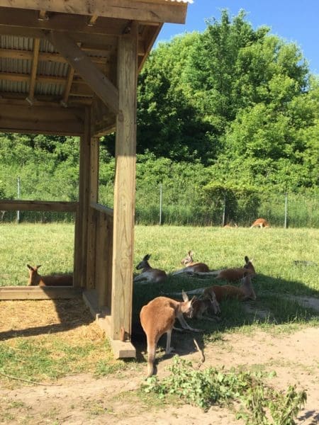 Kangaroo Crossing at MN Zoo | Twin Cities Familys Blog
