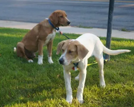 Fostering Animals Made Me a Better Mom | Twin Cities Familys Blog