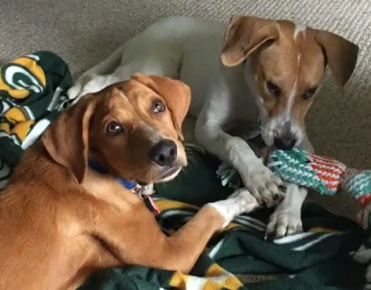 Fostering Animals Made Me a Better Mom | Twin Cities Familys Blog