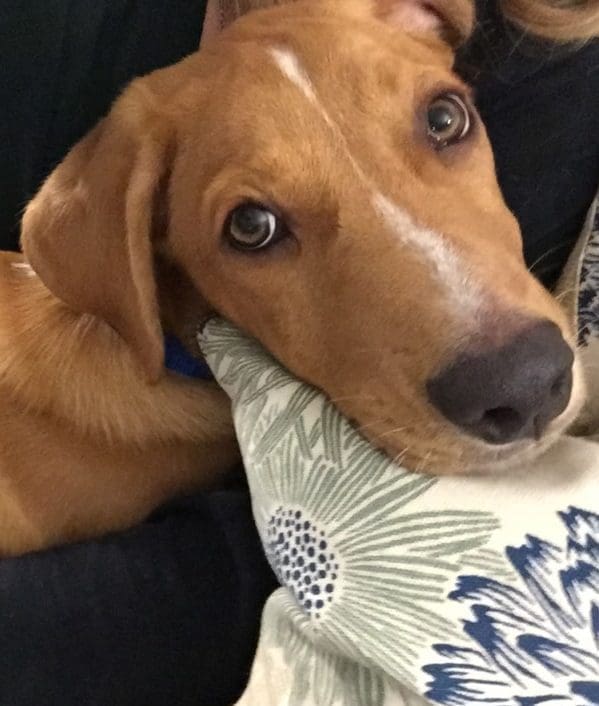 Fostering Animals Made Me a Better Mom | Twin Cities Familys Blog