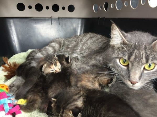 Fostering Animals Made Me a Better Mom | Twin Cities Familys Blog