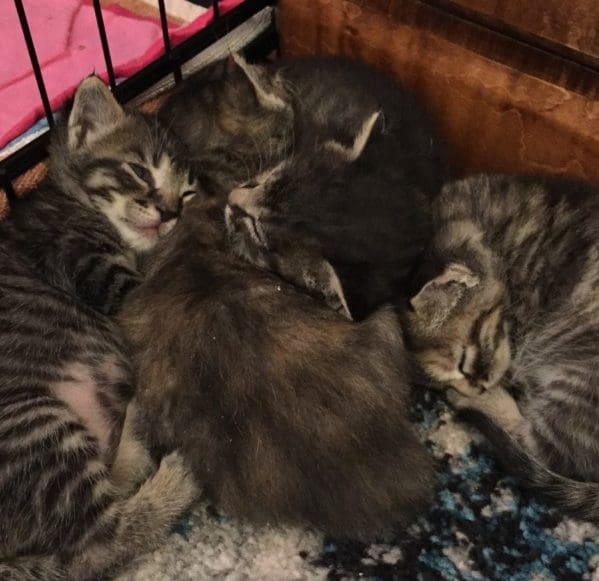 Fostering Animals Made Me a Better Mom | Twin Cities Familys Blog