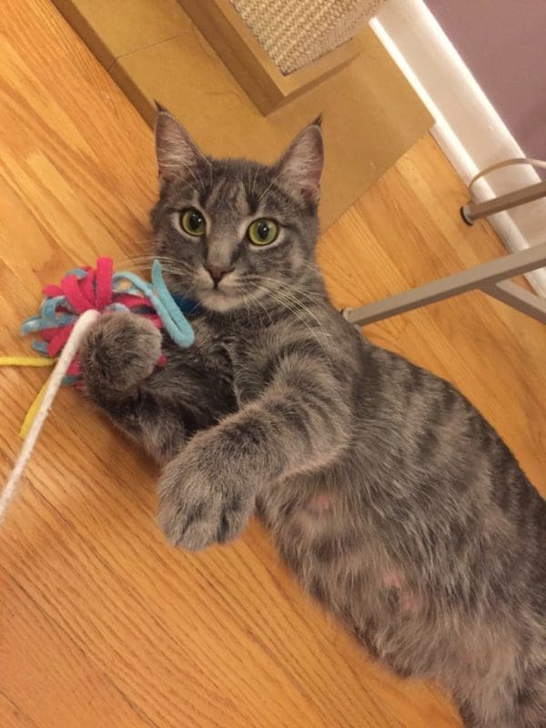 Fostering Animals Made Me a Better Mom | Twin Cities Familys Blog