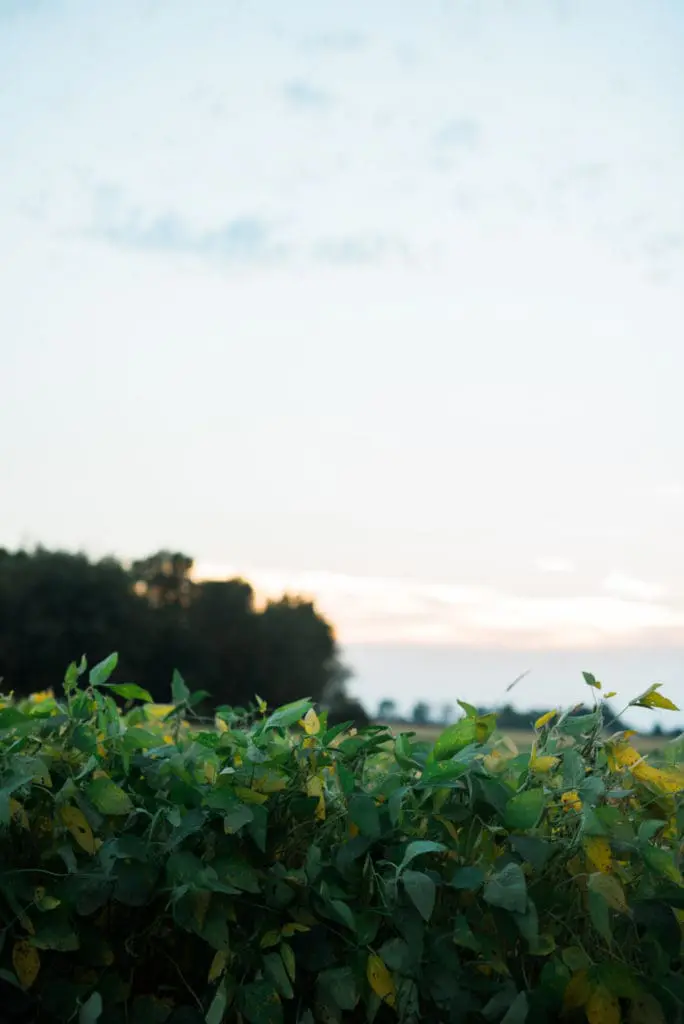 Field to Fork Moms Night Out | Twin Cities Familys Blog