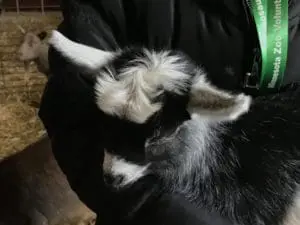 Visit Farm Babies at the Minnesota Zoo | Twin Cities Familys Blog