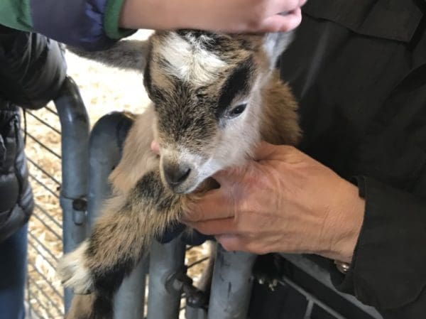 Visit Farm Babies at the Minnesota Zoo | Twin Cities Familys Blog