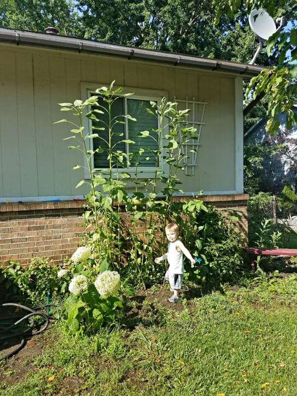 Lessons in Life with Gardening | Twin Cities Familys Blog