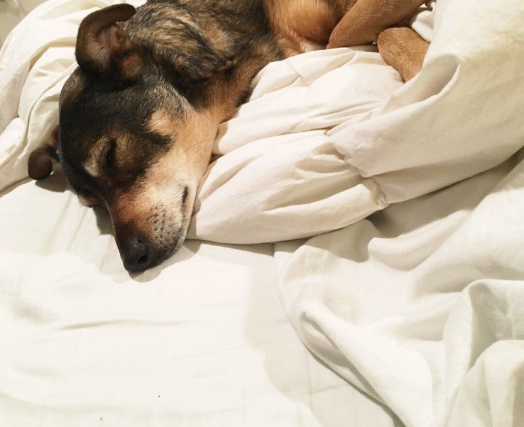 My Toddler, My Doggo | Twin Cities Familys Blog