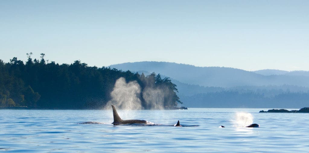 The Morning I Found Instant Kinship with Orca Whale J35