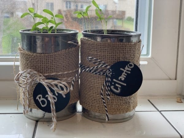 How To Grow Windowsill Herbs | Twin Cities Familys Blog