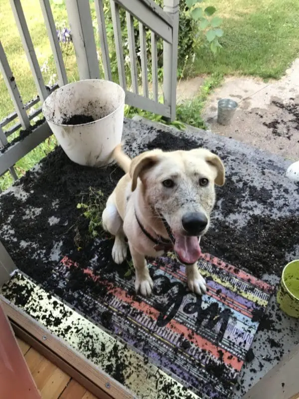 Our Rescue Dog Adventure | Twin Cities Familys Blog