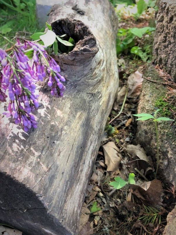 How I Got Swept up Into Fairy Gardens | Twin Cities Familys Blog