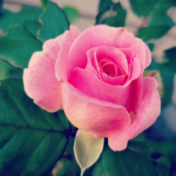 Her Beauty Still Blooms | Twin Cities Familys Blog