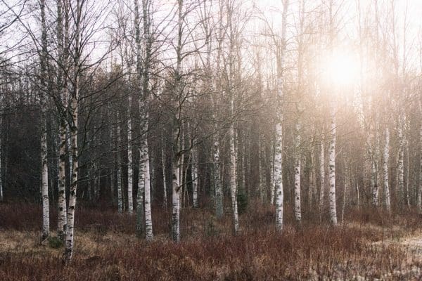 Surviving After a Loss: International Survivors of Suicide Day | Twin Cities Family