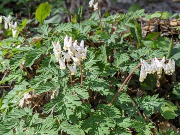 Dutchman's Breeches