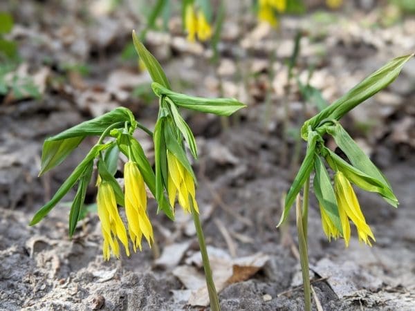 Large-flowered Bellwort