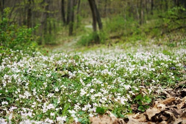 Spring Wildflowers to the Rescue! | Twin Cities Family
