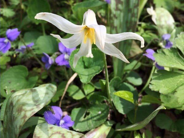 Spring Wildflowers to the Rescue! | Twin Cities Family