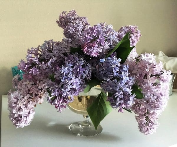 Lilacs