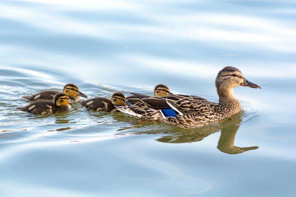 mother duck with her goslings- Top Ten Most Read Posts of 2021