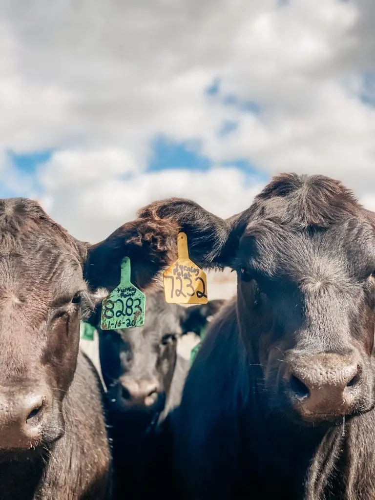 beef cattle