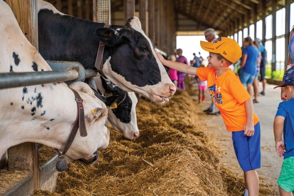 little boy petting a cow