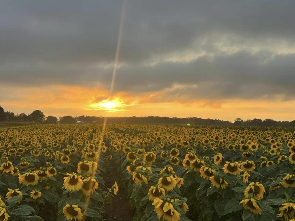 sunflower fiels