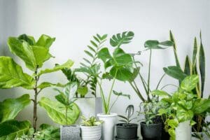 plant