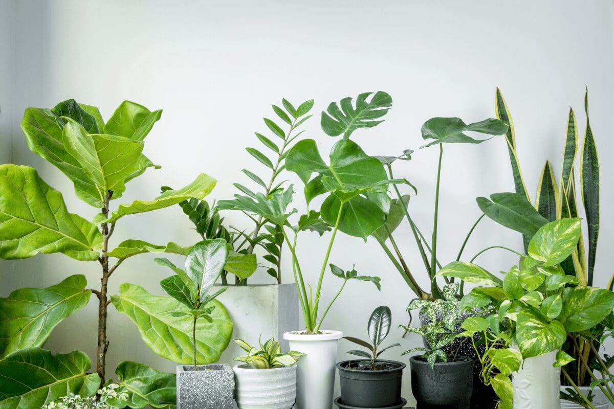 Seven Local Twin Cities Plant Shops to Bring Life Inside Your Home plant