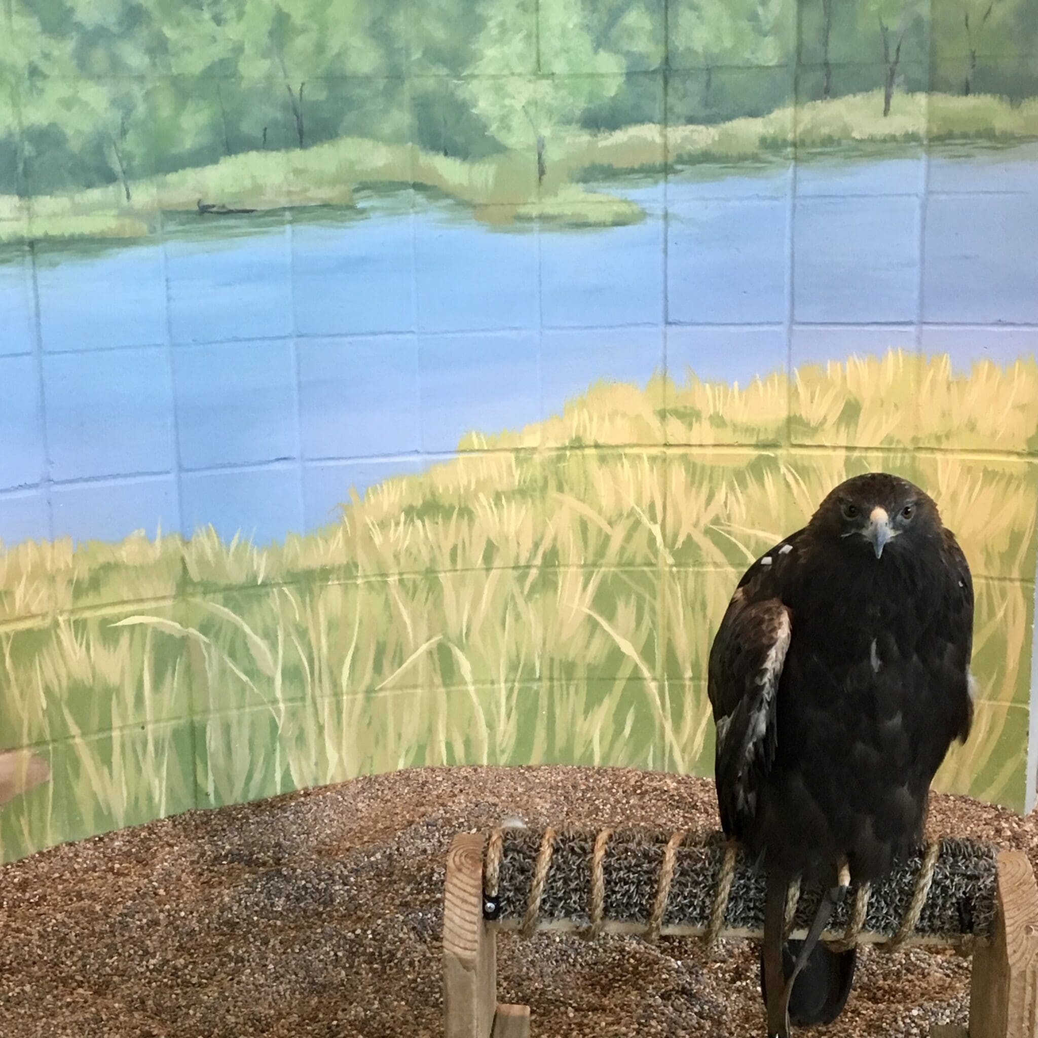 Go, See, Explore: The National Eagle Center