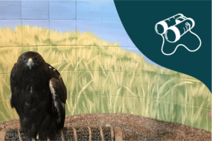 National Eagle Center