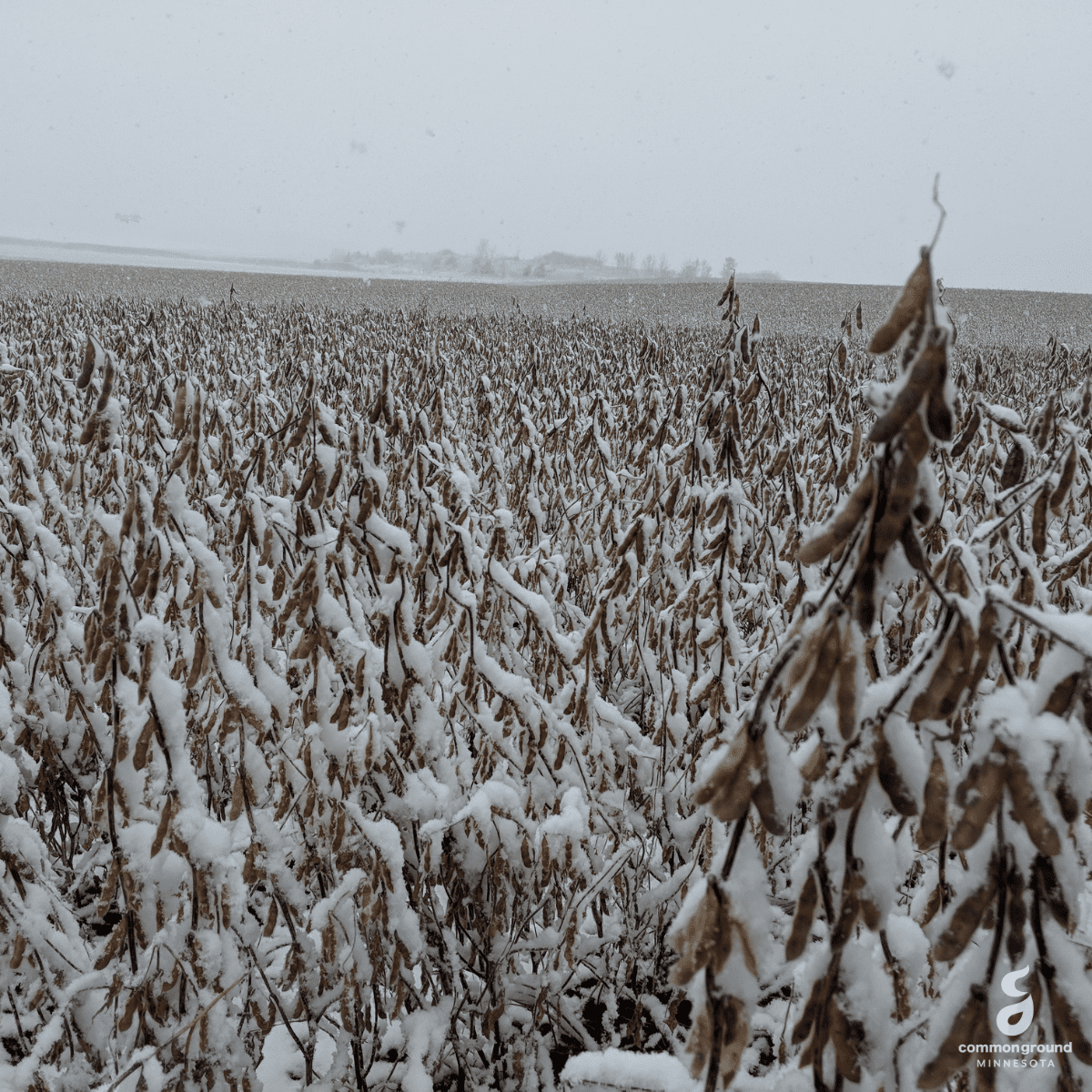 CommonGround Minnesota snow covered crops in a field