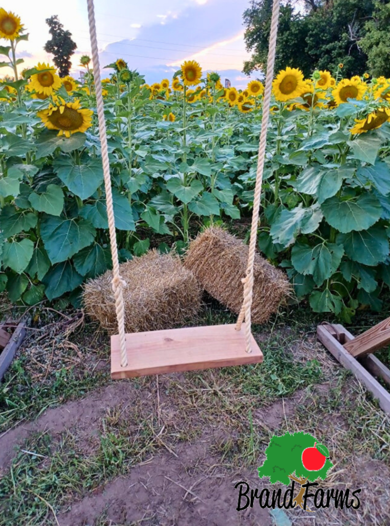 sunflower fields